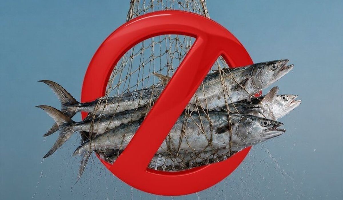 Ministry announces Kingfish fishing ban using fixed gillnets from 15 August to 31 October 2026